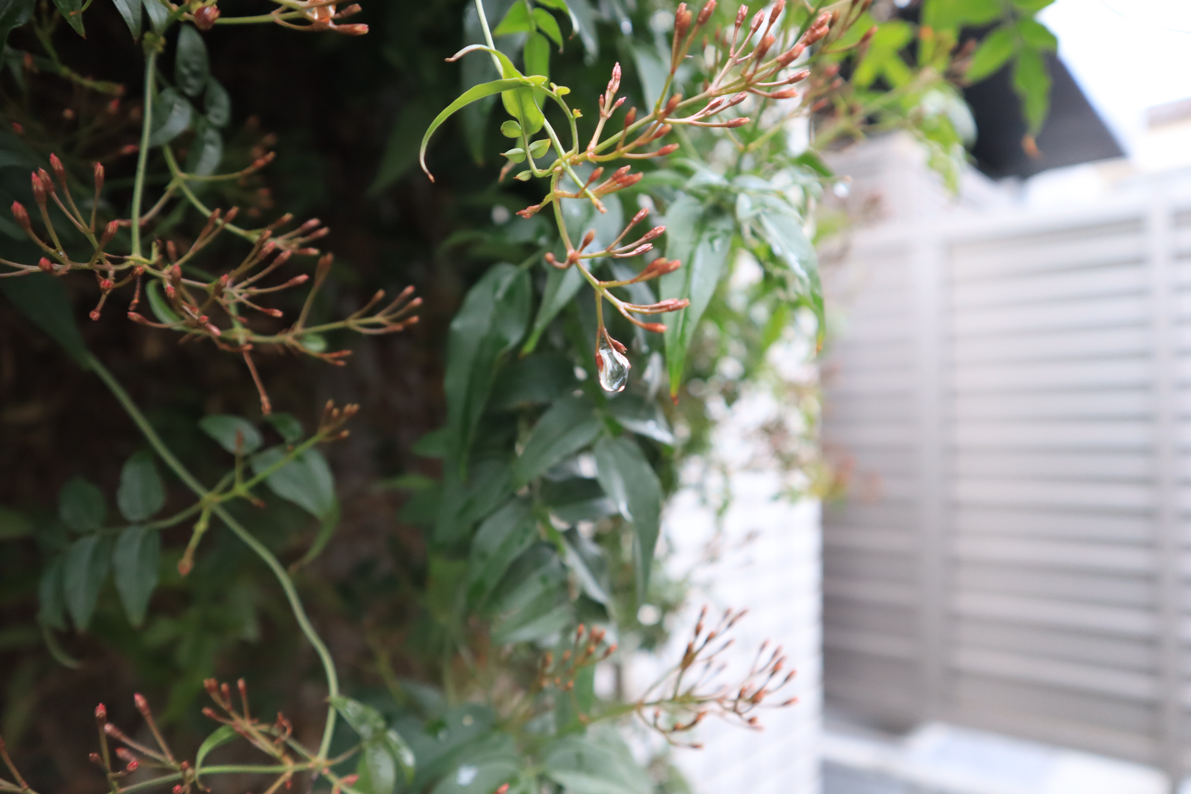 雨の日の雫